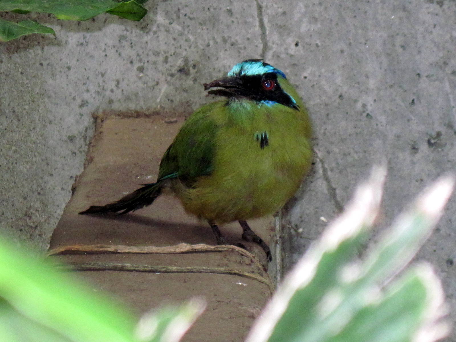 Tropical Rainforest-Blue-crowned Motmot