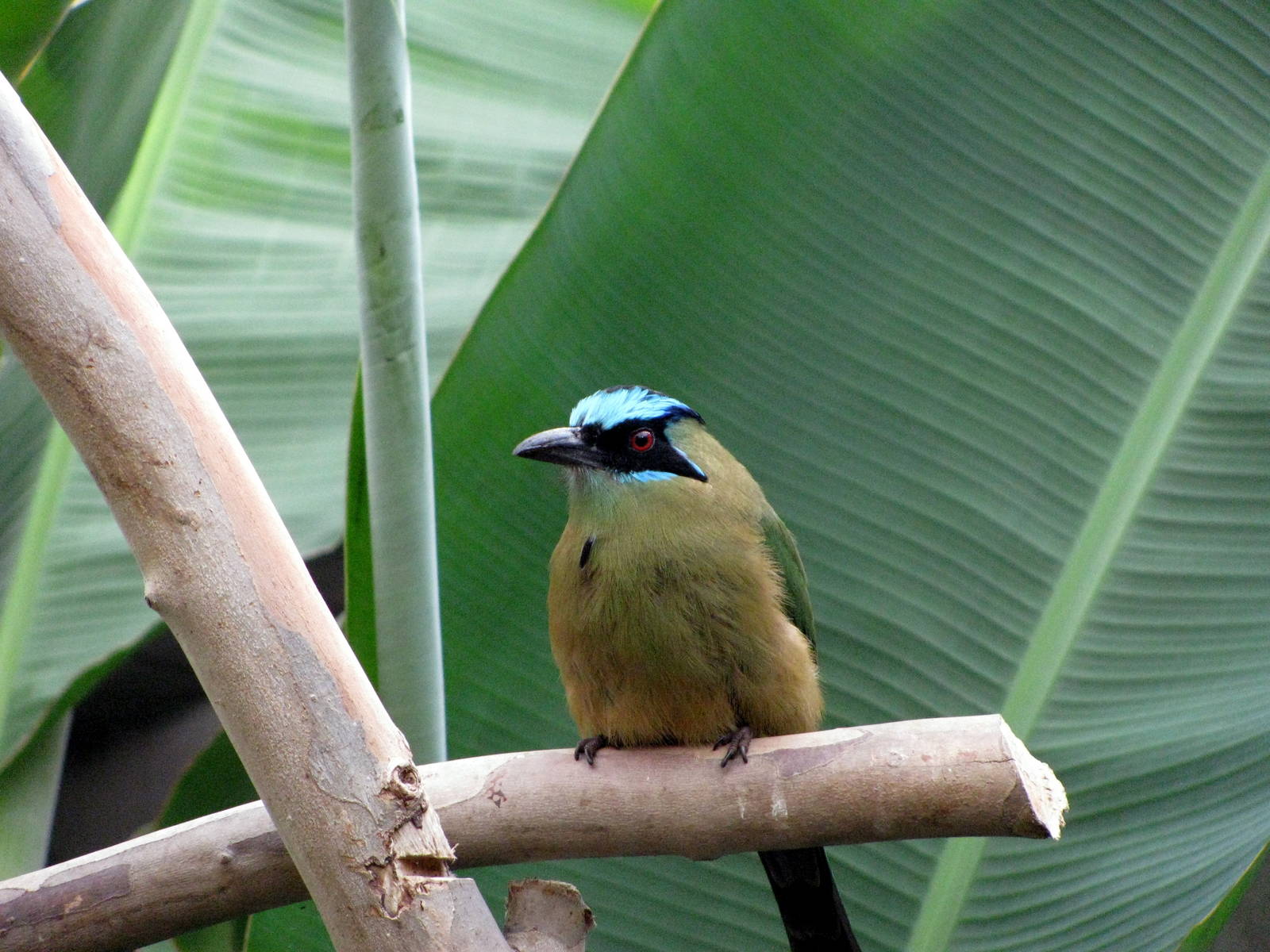 Tropical Rainforest-Blue-crowned Motmot