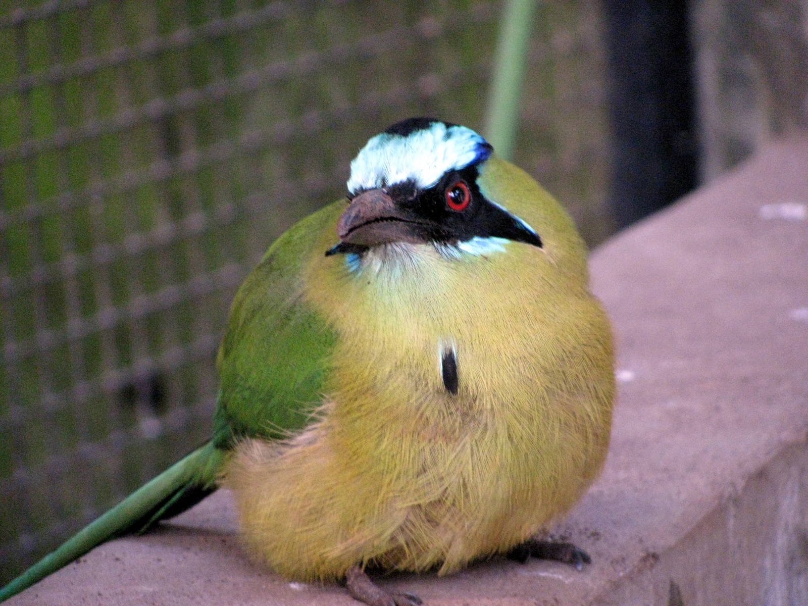 Tropical Rainforest-Blue-crowned Motmot