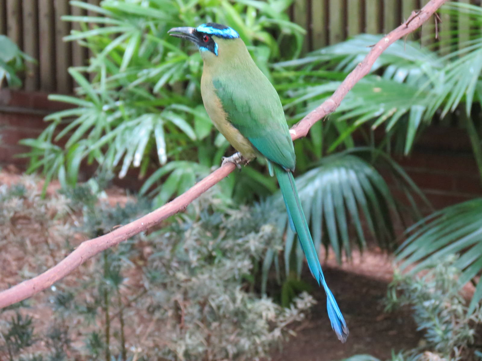 Tropical Rainforest - Blue-crowned Motmot