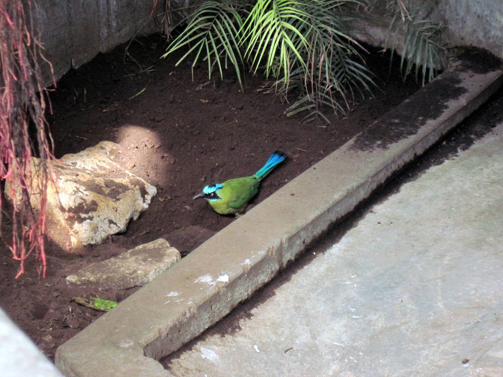Tropical Rainforest-Blue-crowned Motmots