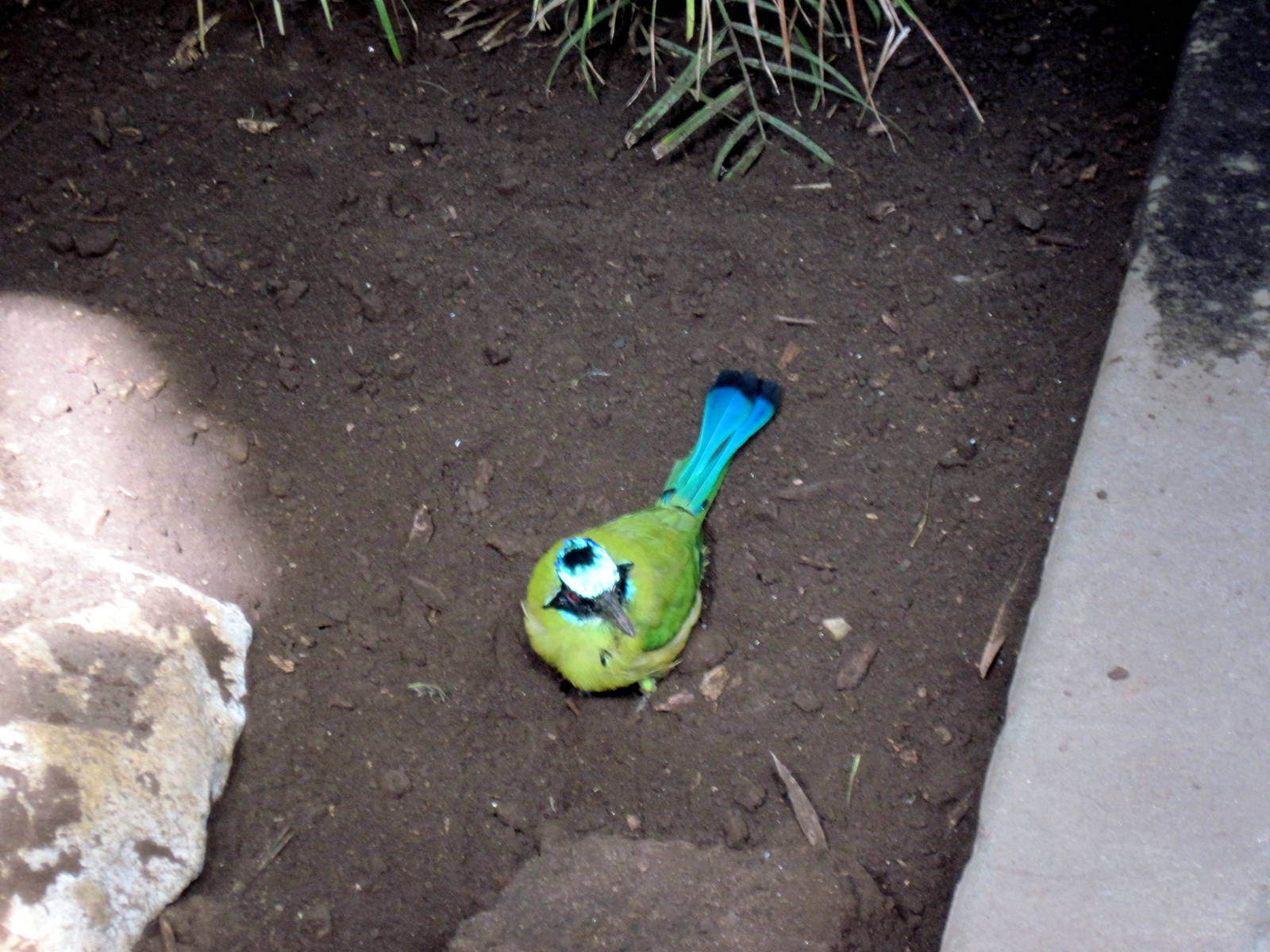 Tropical Rainforest-Blue-crowned Motmots