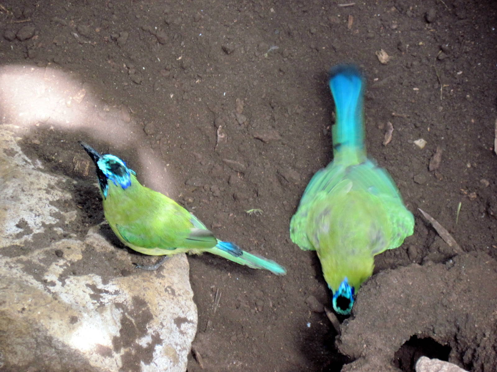 Tropical Rainforest-Blue-crowned Motmots