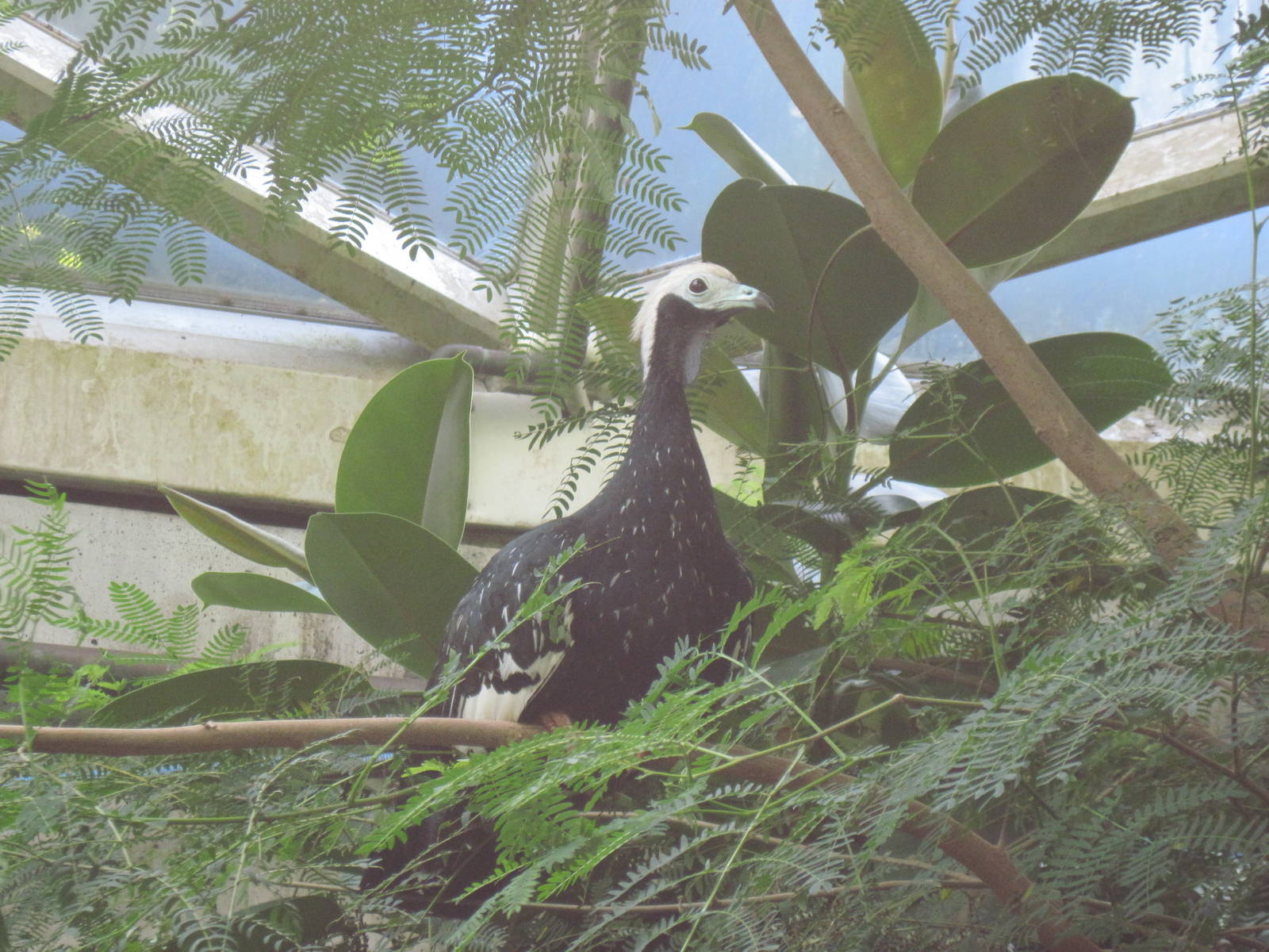Tropical Rainforest-Blue-throated Piping Guan