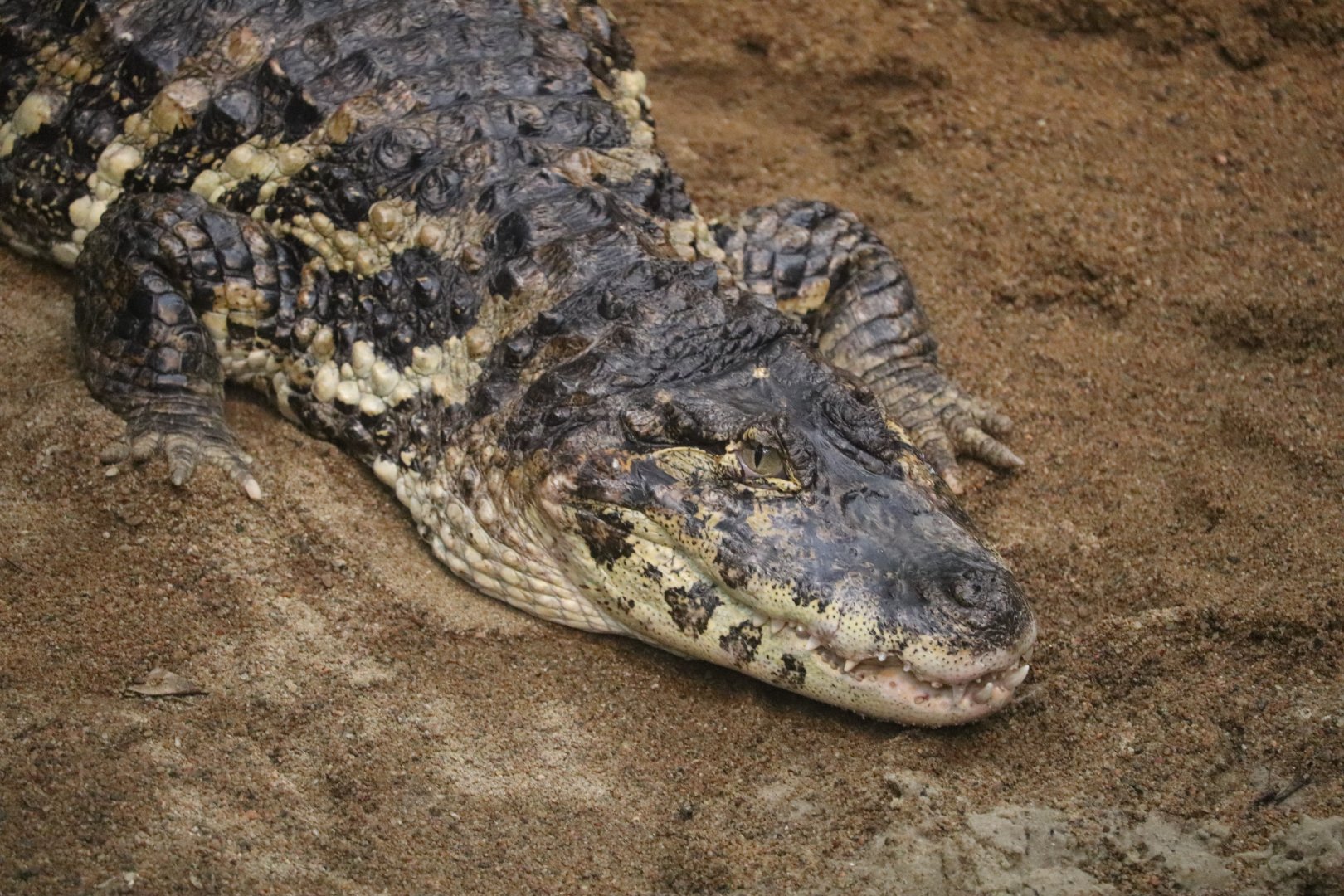 Tropical Rainforest - Broad-Snouted Caiman