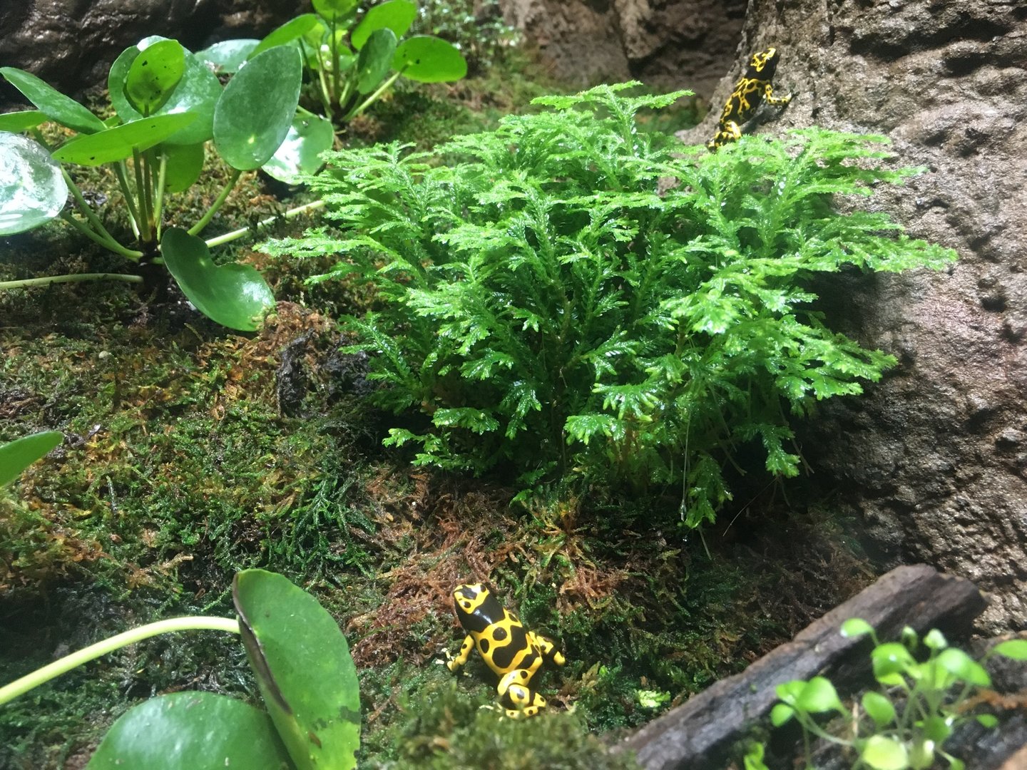Tropical Rainforest Building - Yellow-Banded Poison Dart Frog
