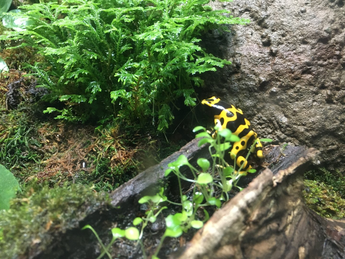Tropical Rainforest Building - Yellow-Banded Poison Dart Frog