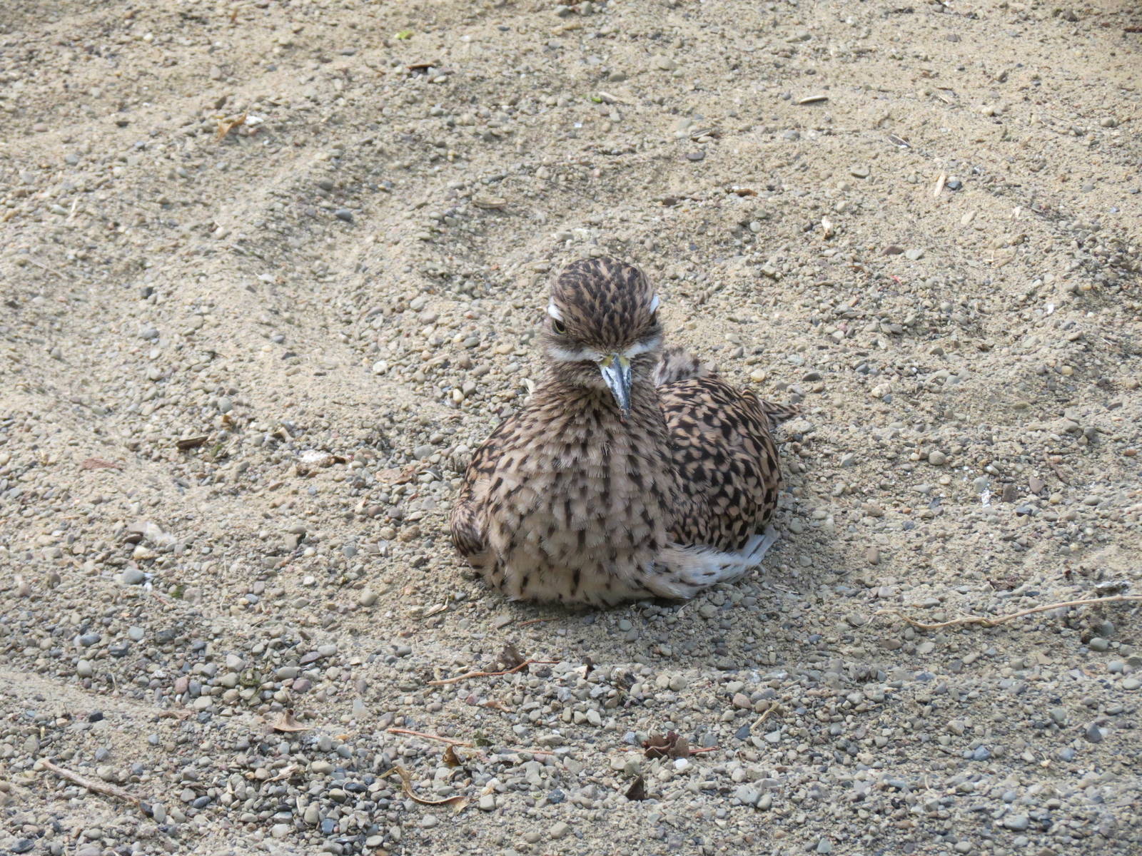 Tropical Rainforest - Cape Thick Knee