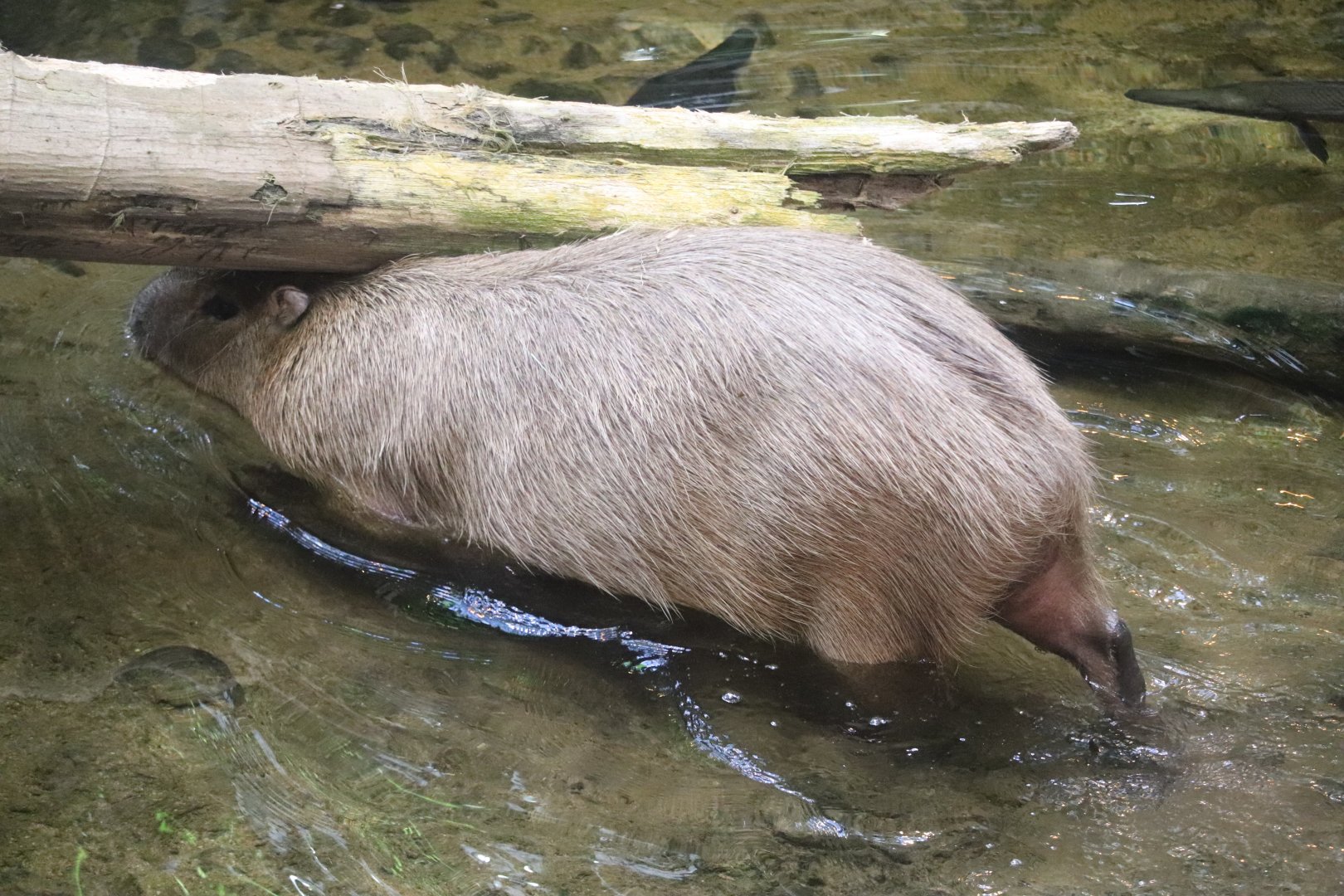 Tropical Rainforest - Capybara