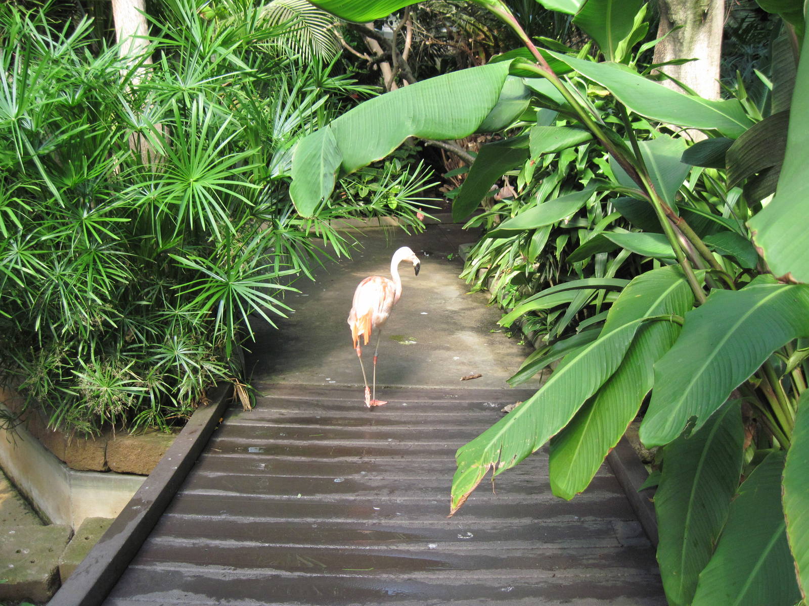Tropical Rainforest-Caribbean Flamingo