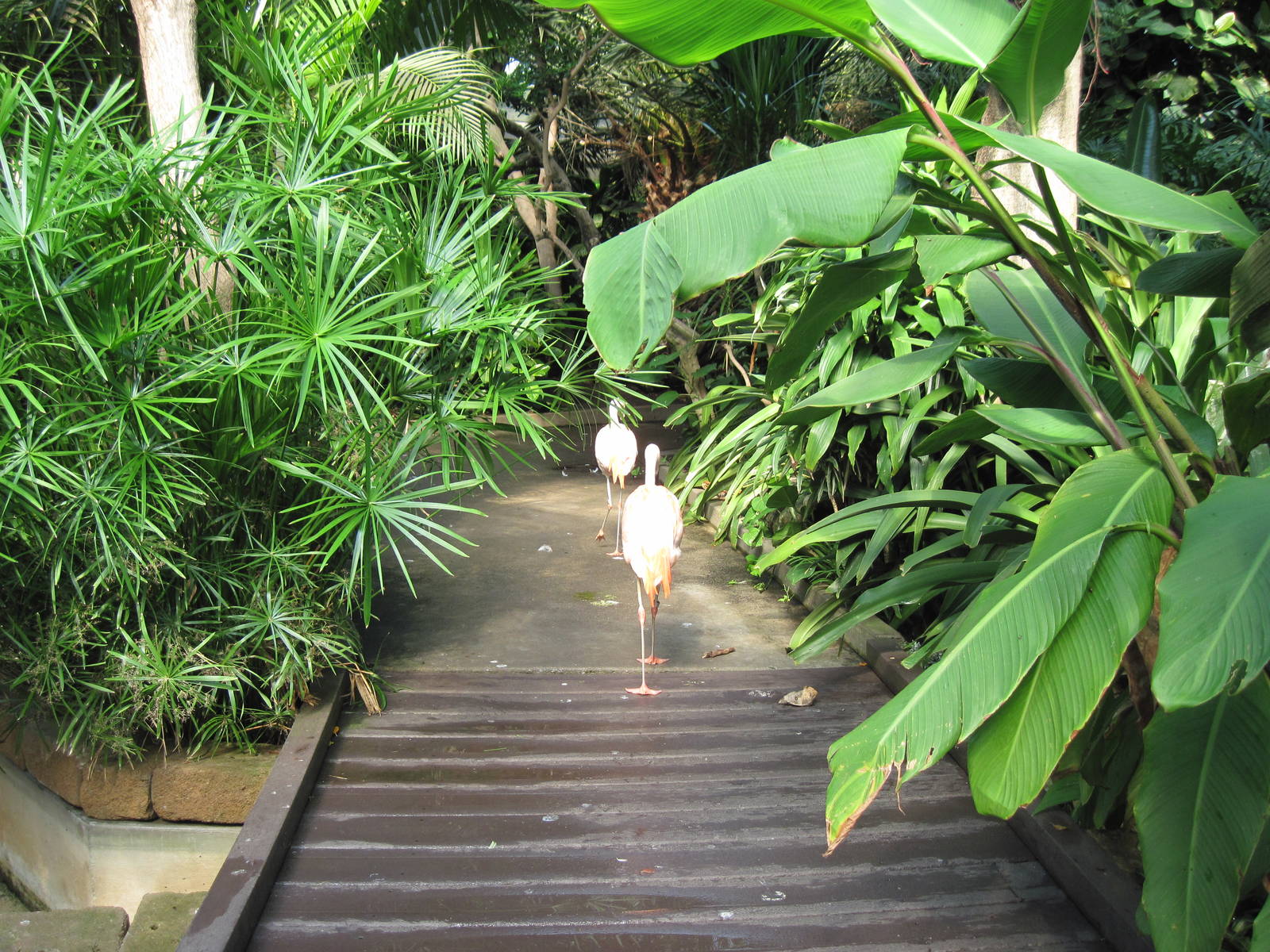 Tropical Rainforest-Caribbean Flamingos