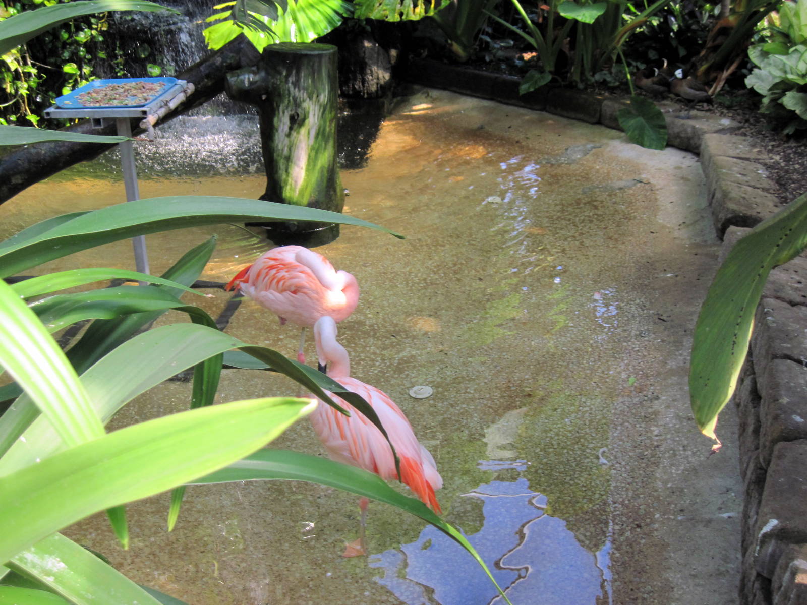 Tropical Rainforest-Caribbean Flamingos