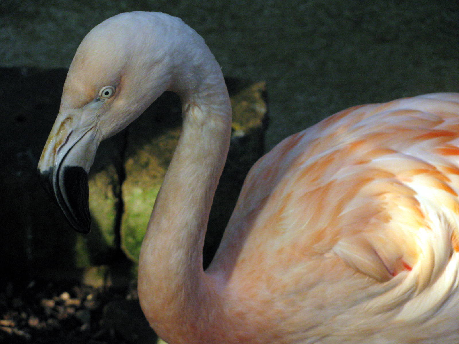 Tropical Rainforest-Chilean Flamingo