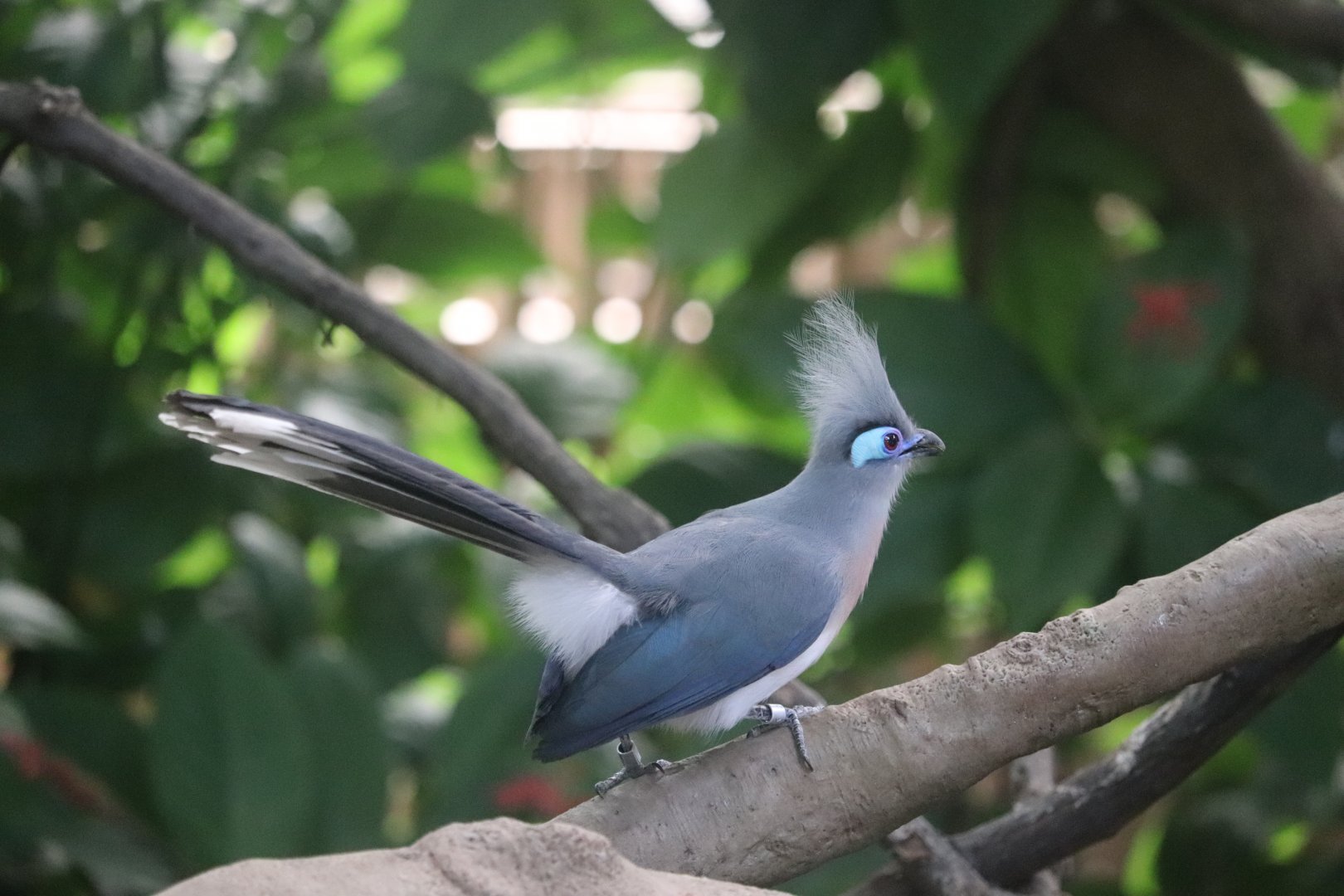 Tropical Rainforest - Crested Coua