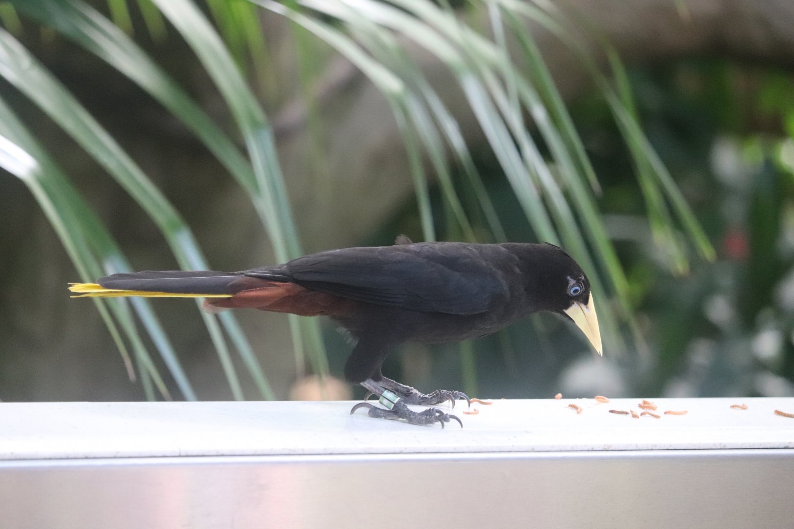 Tropical Rainforest - Crested Oropendola