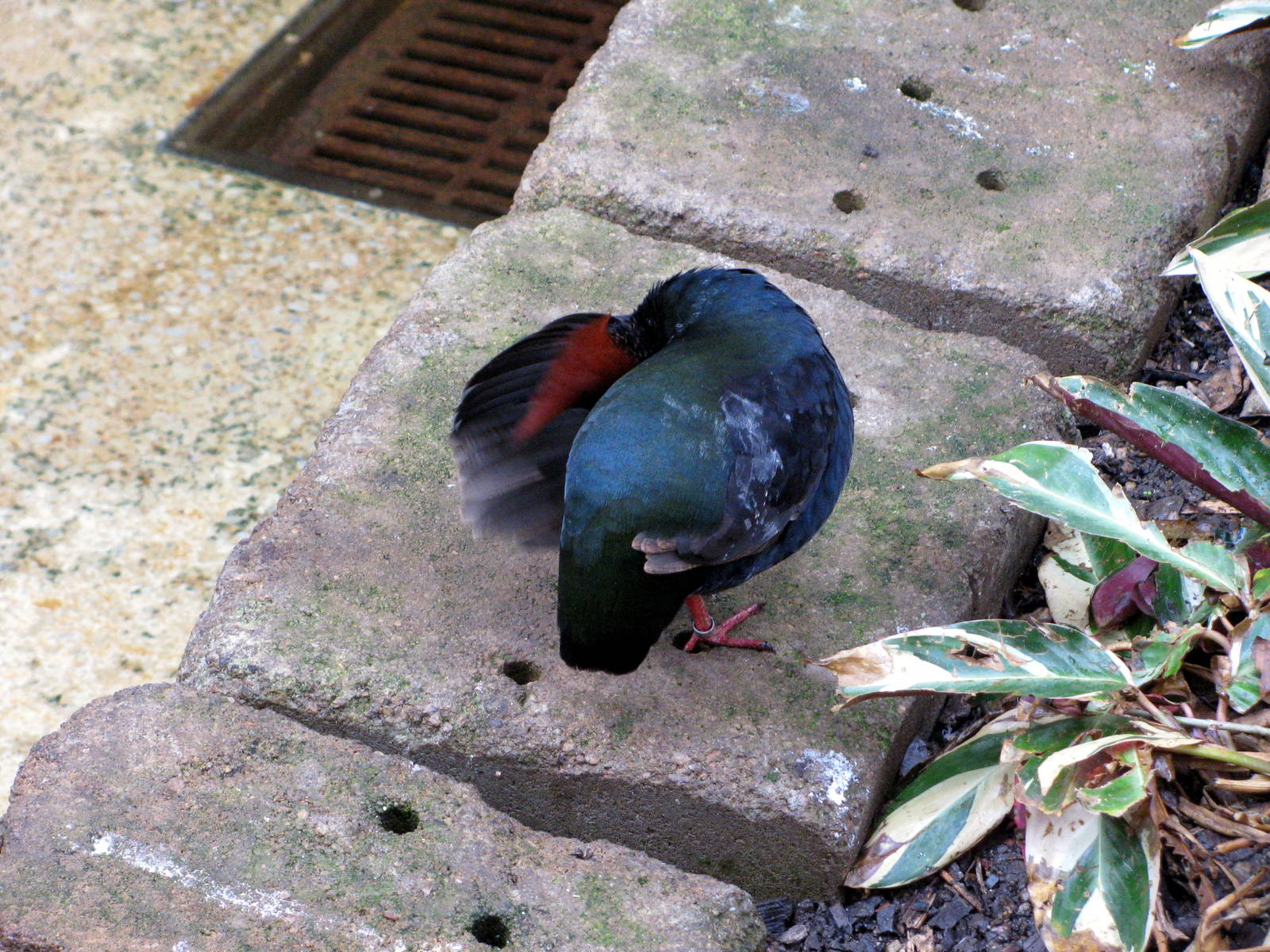 Tropical Rainforest-Crested Wood Partrige