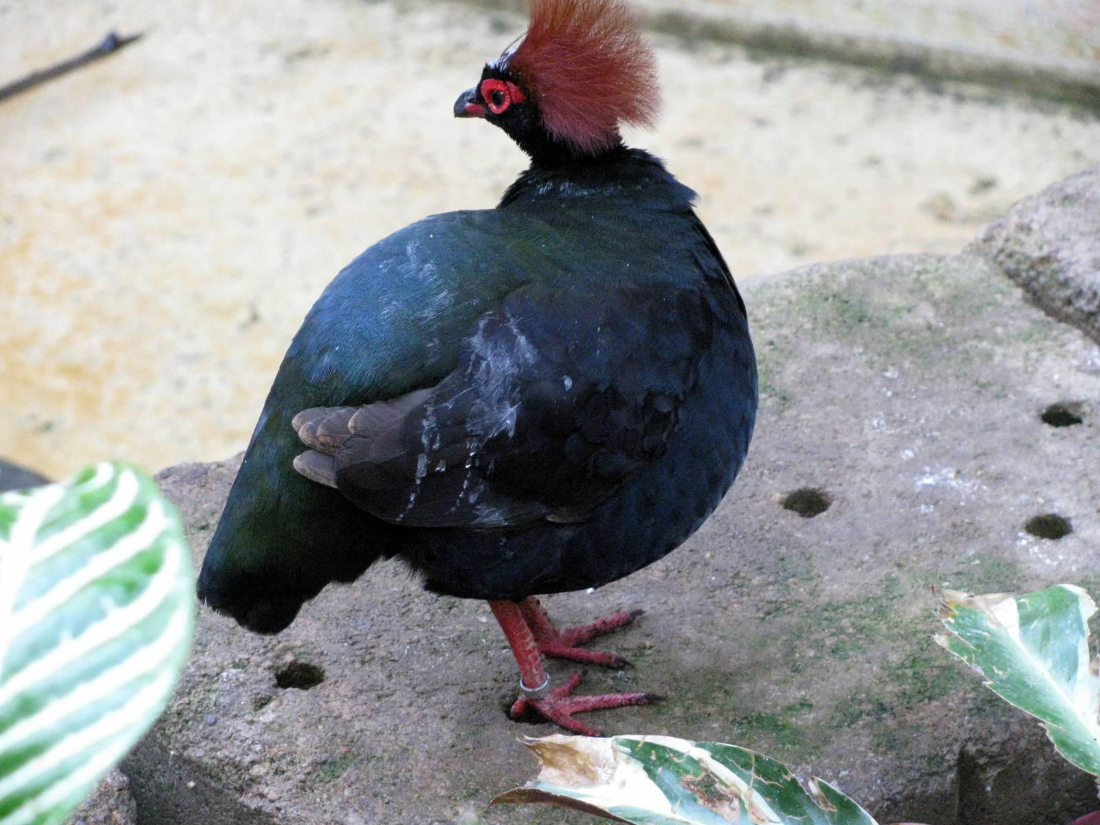 Tropical Rainforest-Crested Wood Partrige