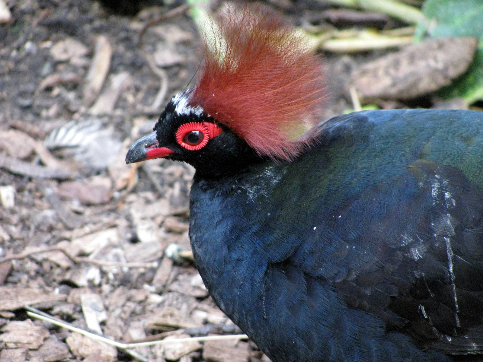 Tropical Rainforest-Crested Wood Partrige