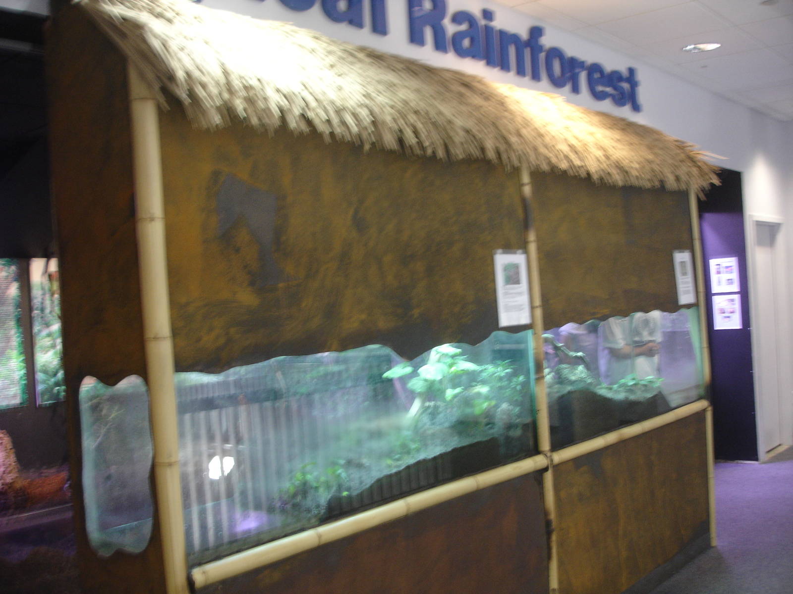 Tropical Rainforest display