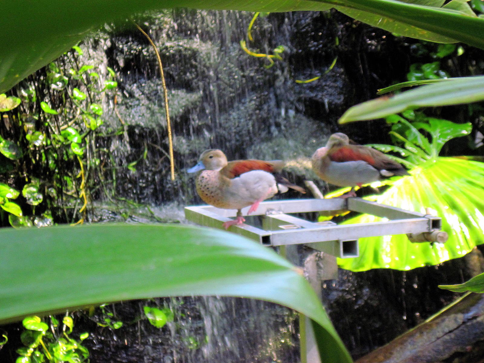 Tropical Rainforest-Ducks