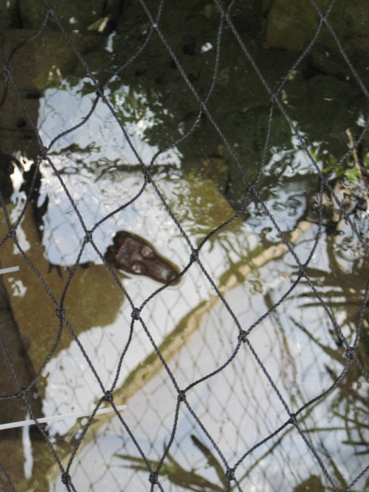Tropical Rainforest-Dwarf Caiman