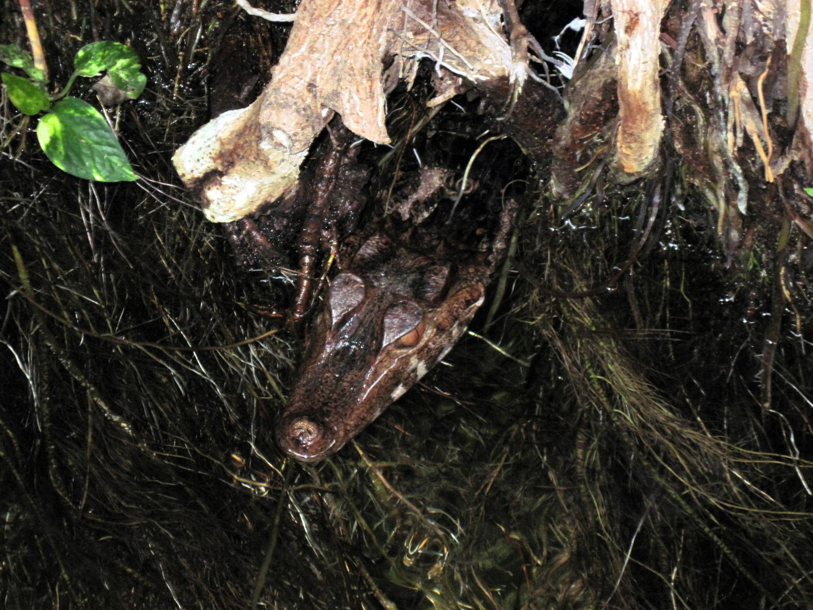 Tropical Rainforest-Dwarf Caiman