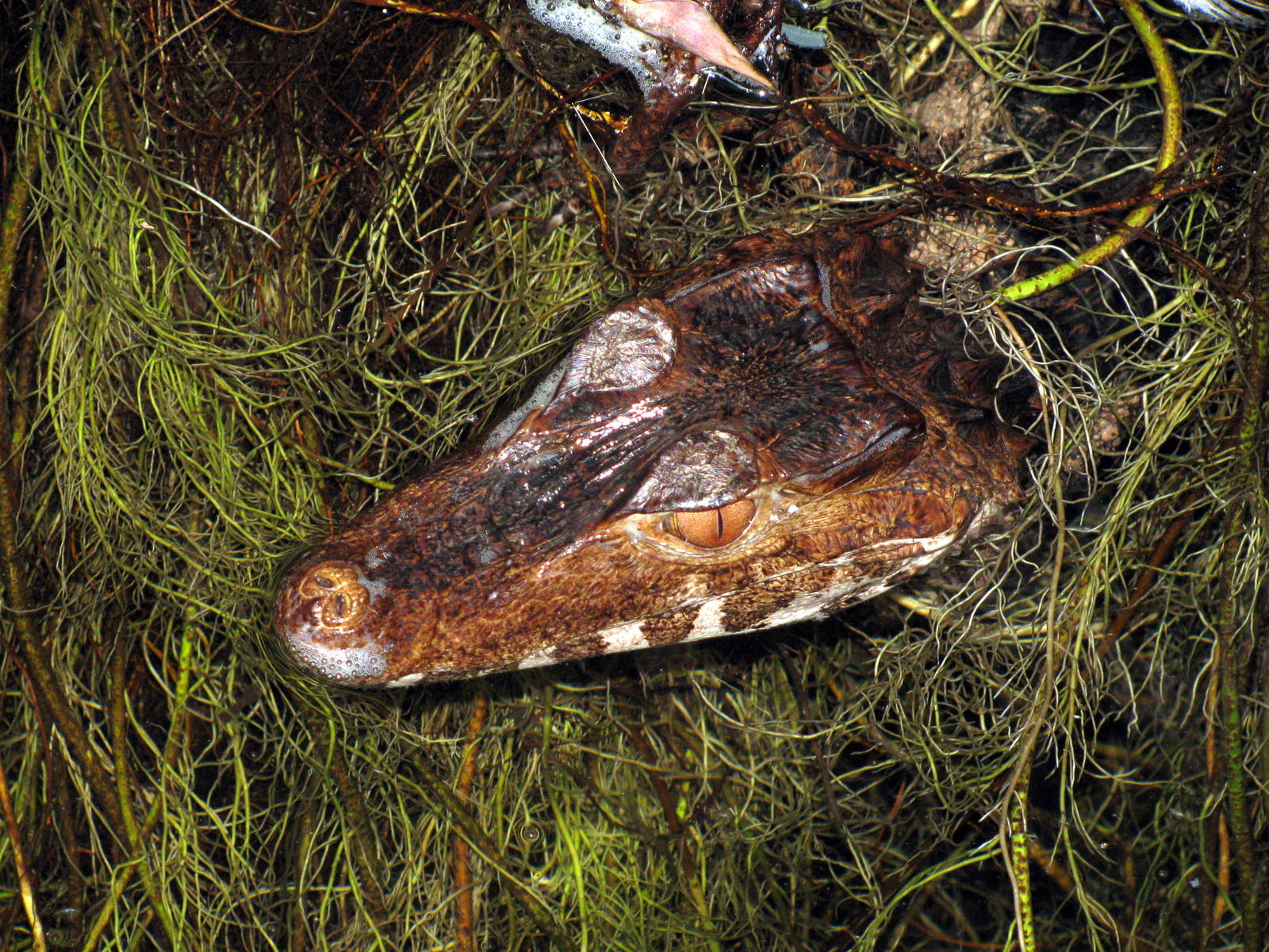 Tropical Rainforest-Dwarf Caiman