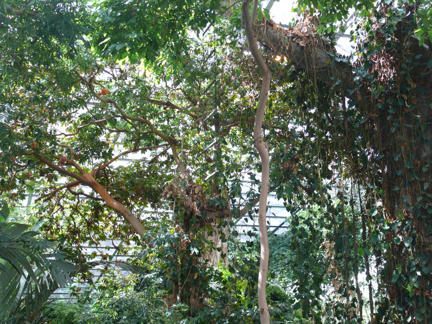 Tropical rainforest ecosystem - reopening 31-08-2020