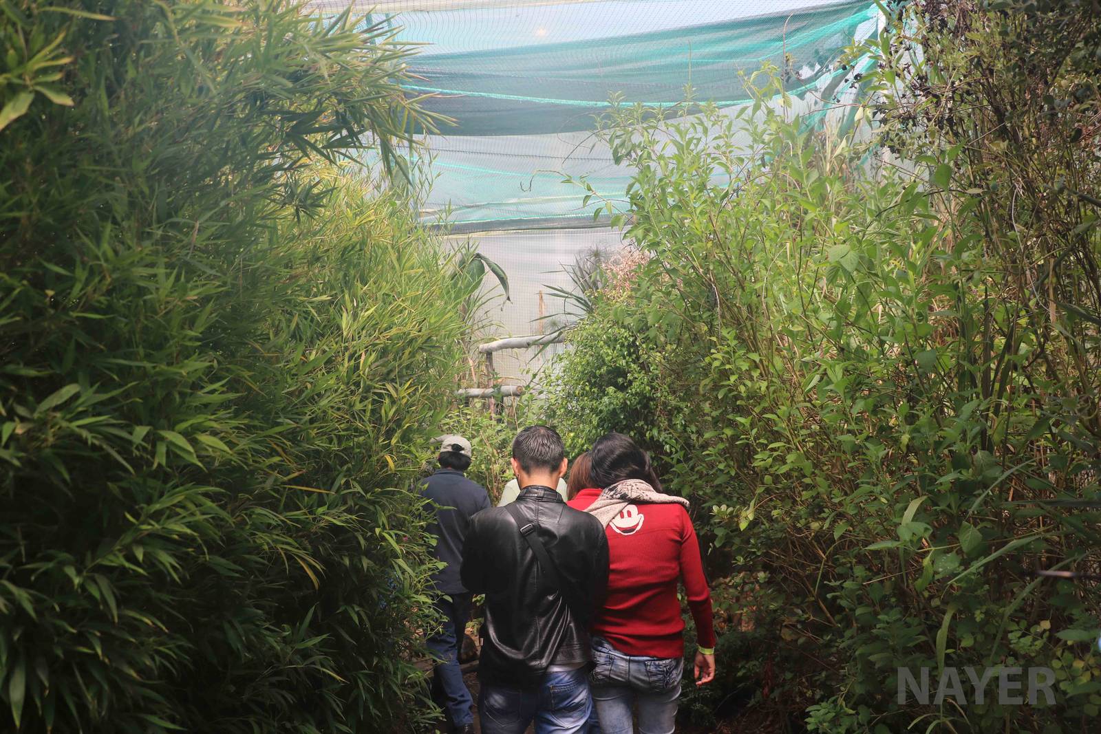 Tropical rainforest exhibit - Bioparque la Reserva, March 2016