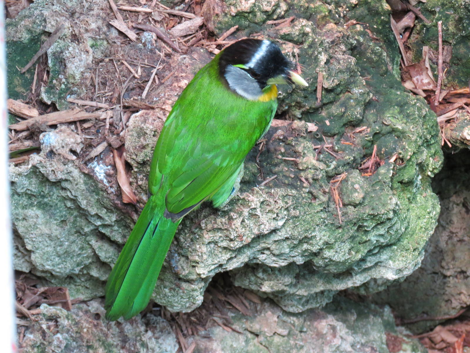 Tropical Rainforest - Fire-tufted Barbet