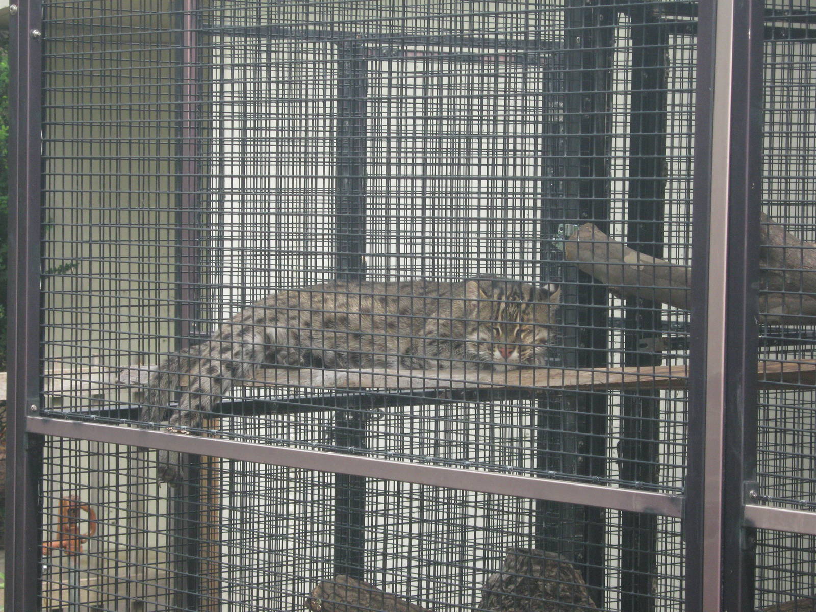 Tropical Rainforest-Fishing Cat
