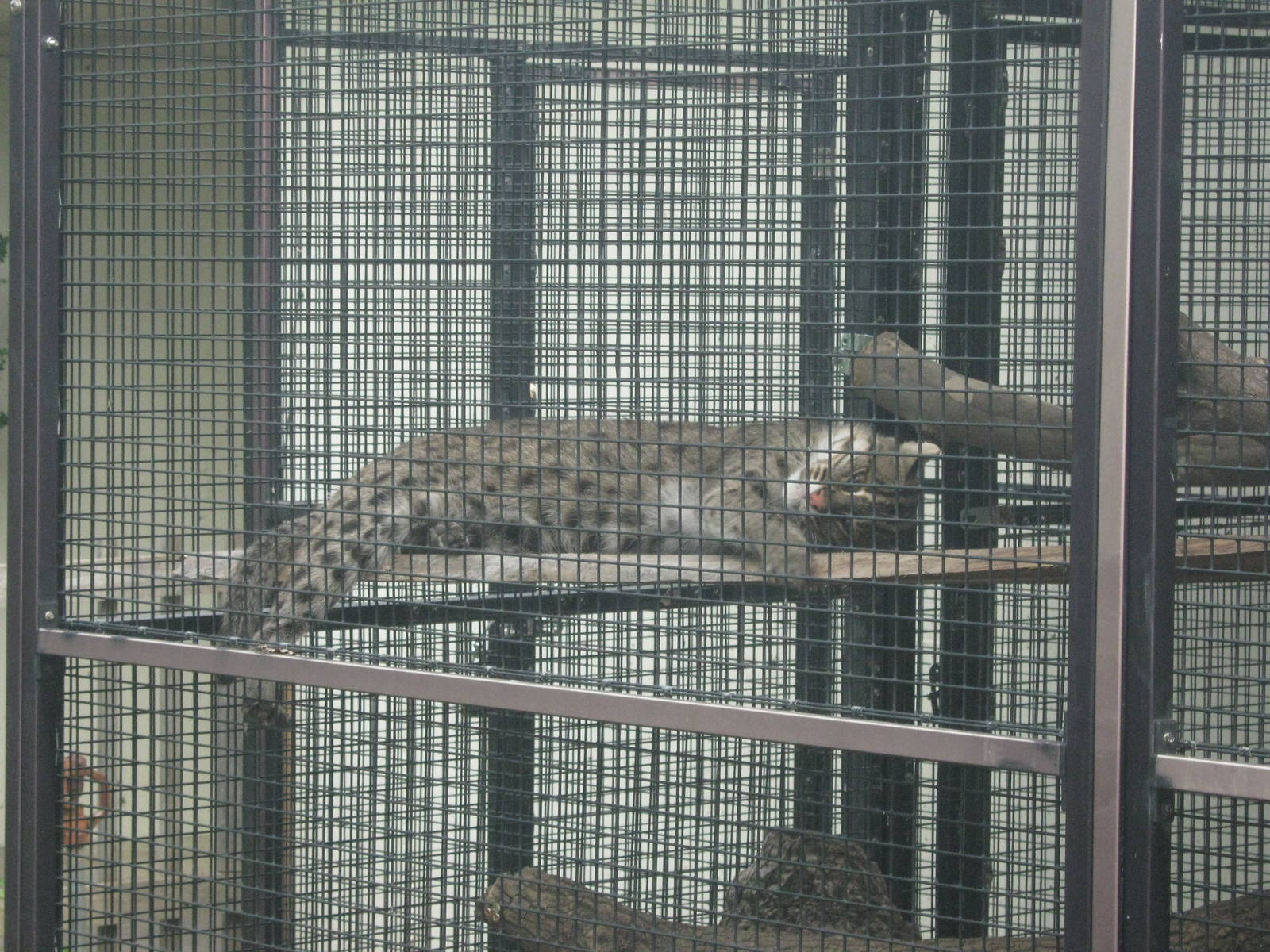 Tropical Rainforest-Fishing Cat