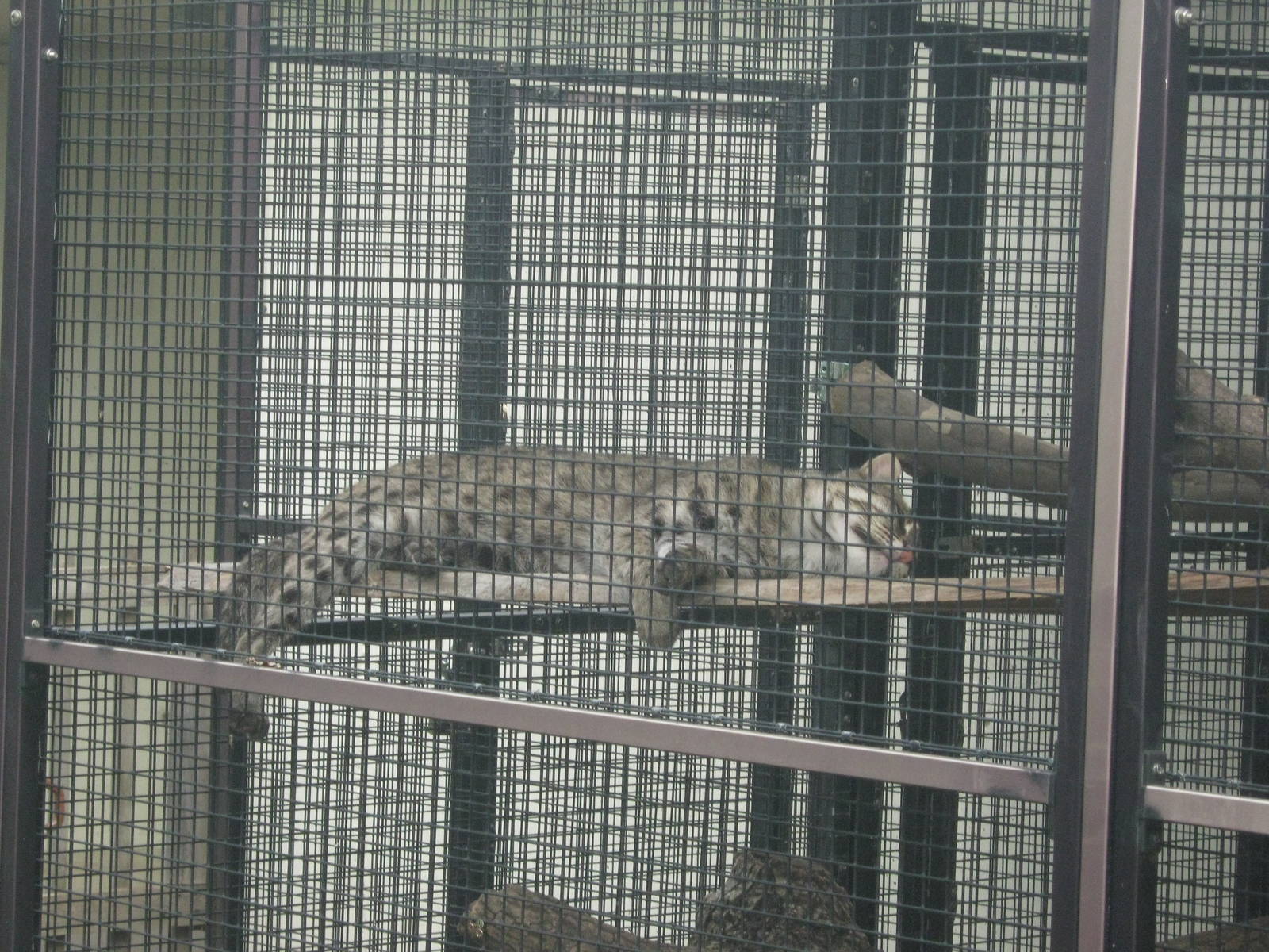 Tropical Rainforest-Fishing Cat