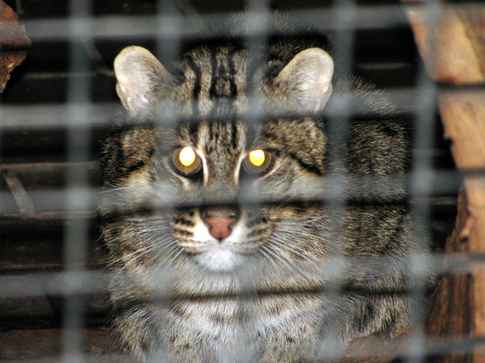 Tropical Rainforest-Fishing Cat