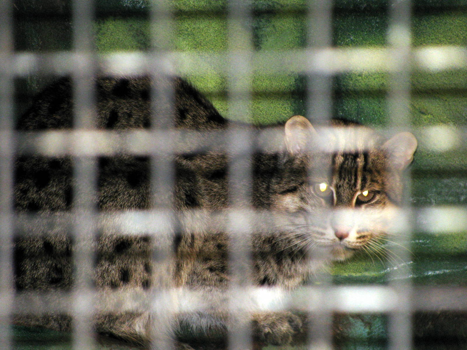 Tropical Rainforest-Fishing Cat