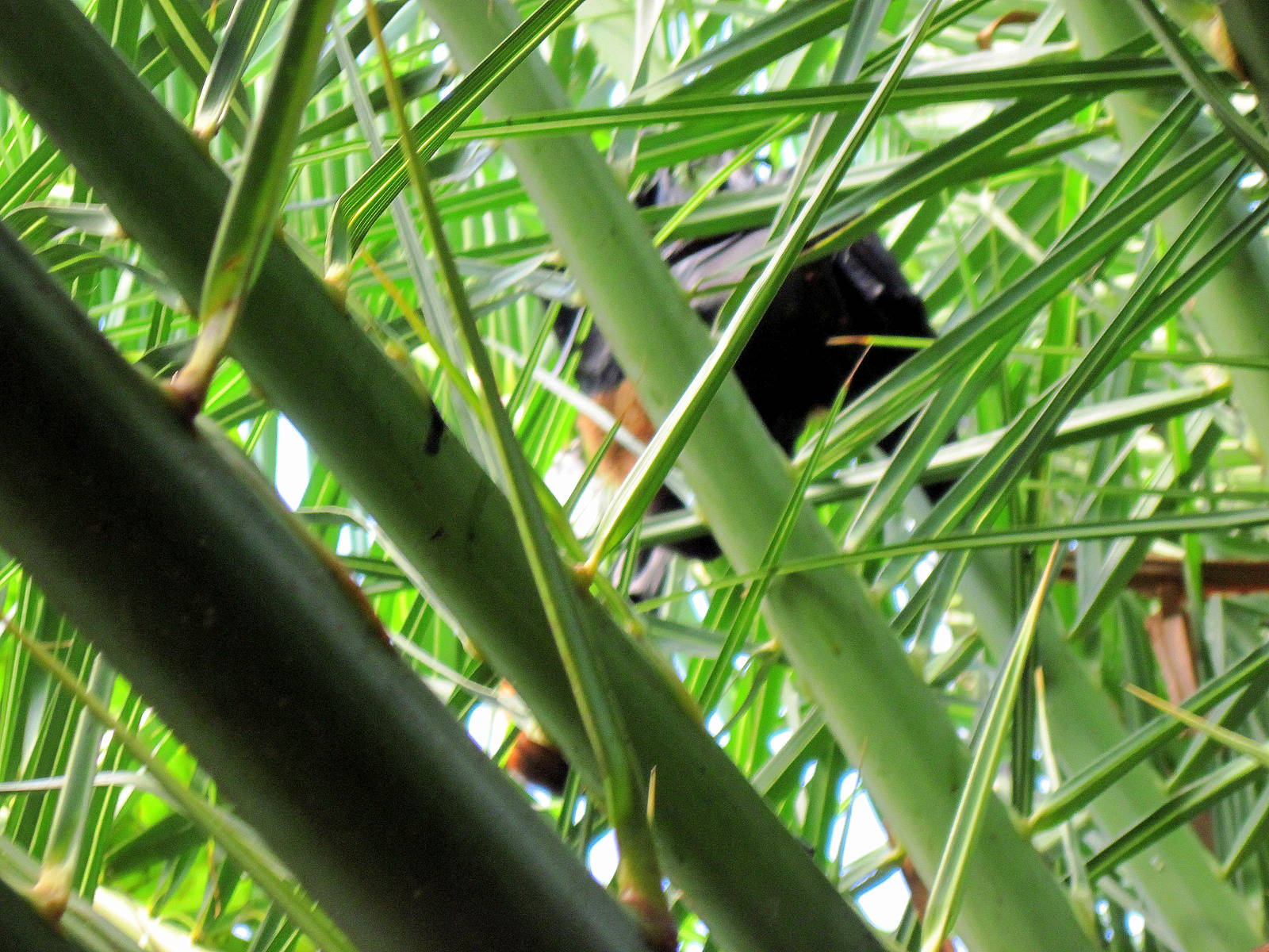 Tropical Rainforest-Flying Fox