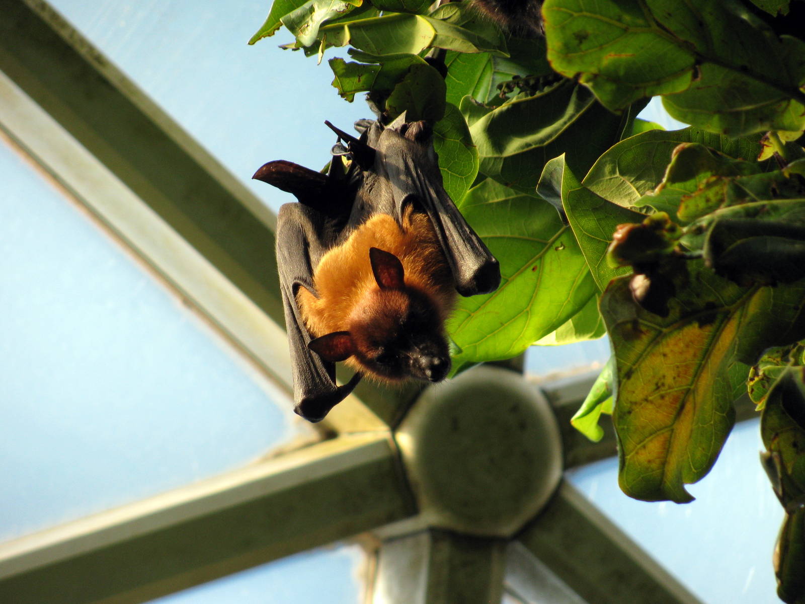 Tropical Rainforest-Flying Fox
