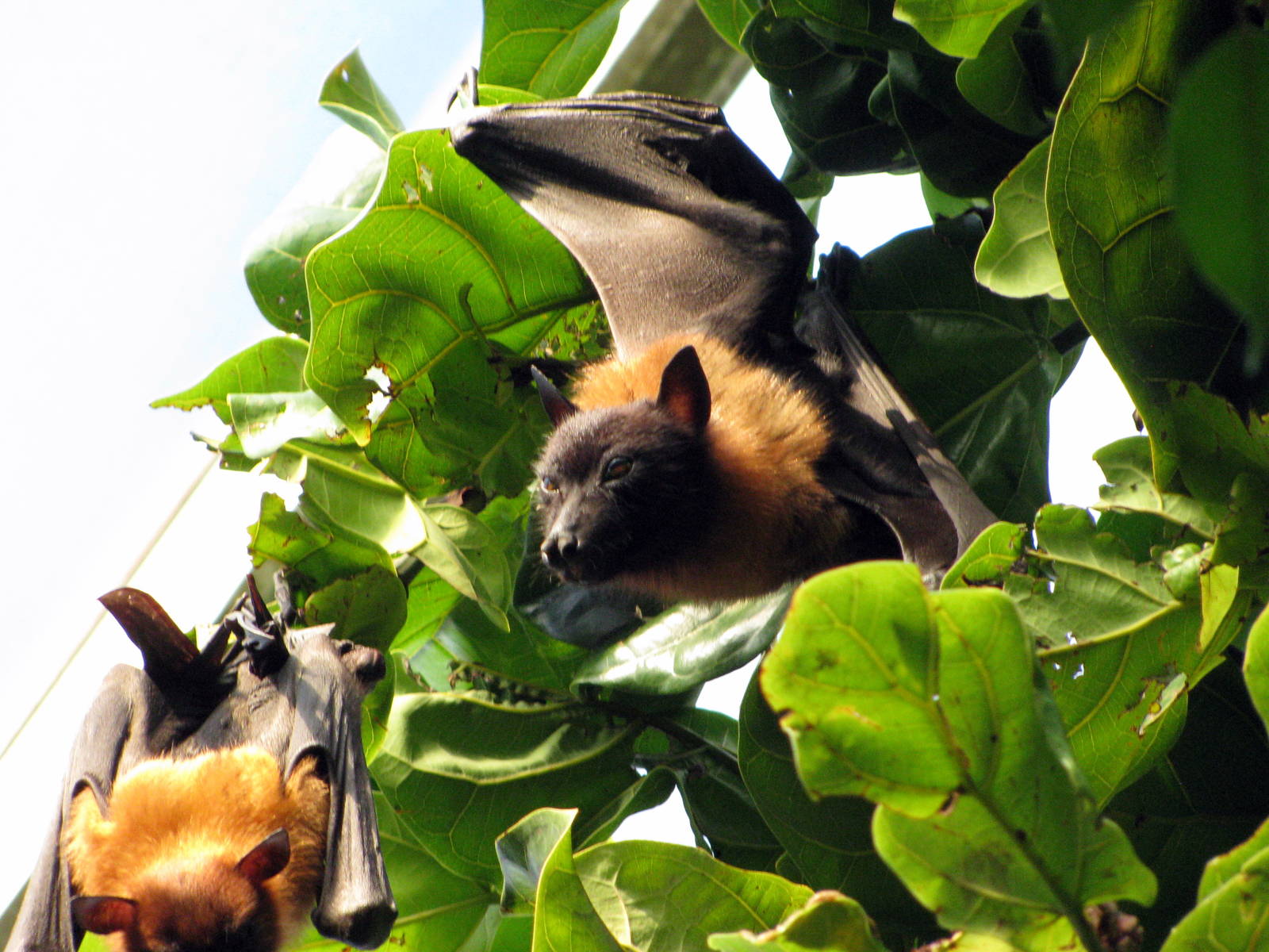 Tropical Rainforest-Flying Fox