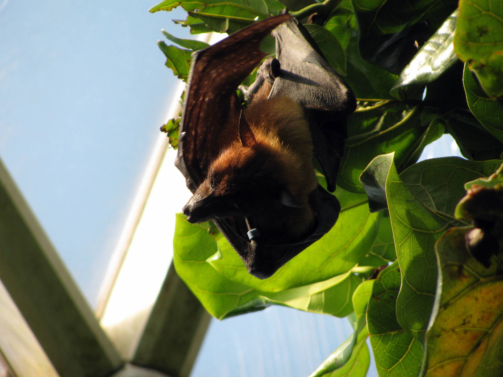 Tropical Rainforest-Flying Fox
