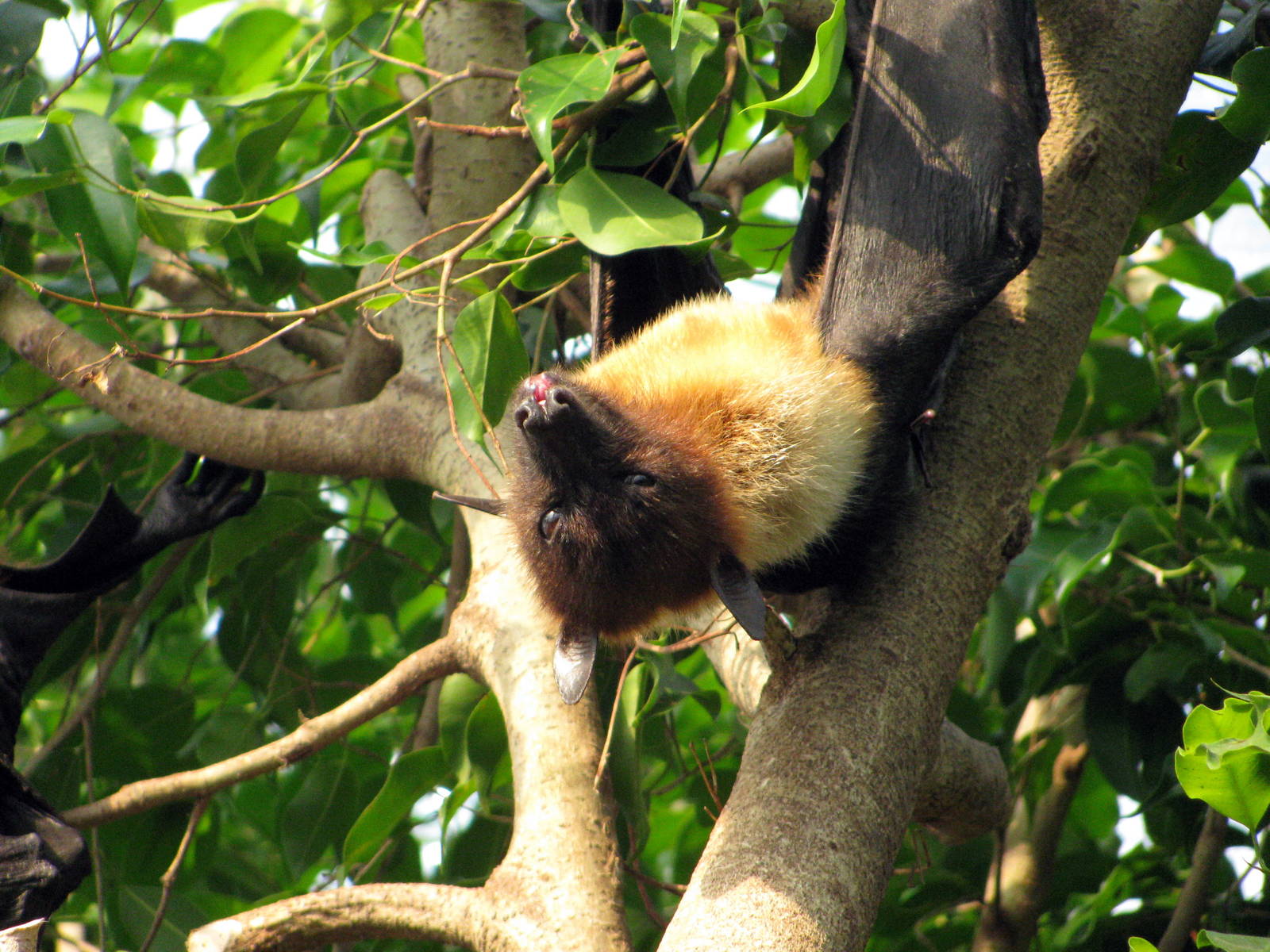 Tropical Rainforest-Flying Fox