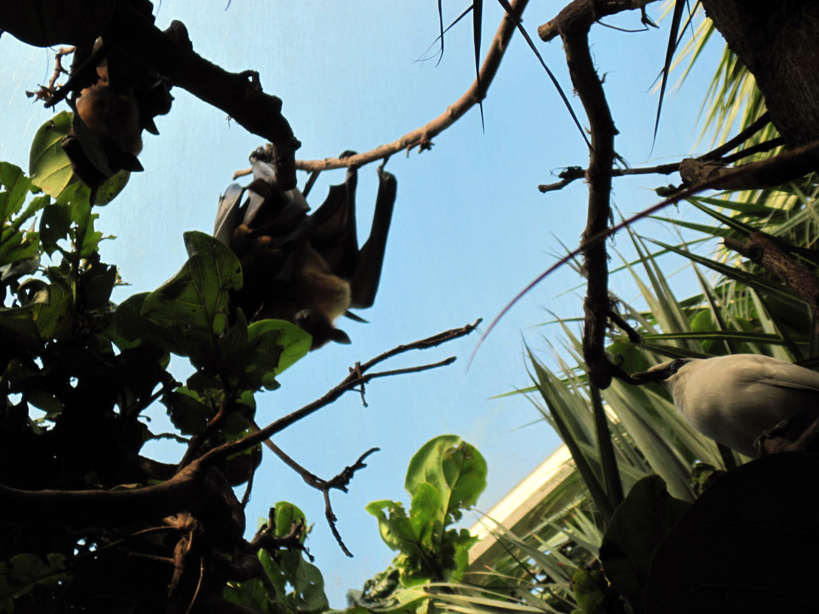 Tropical Rainforest-Flying Foxes and Bali Mynah