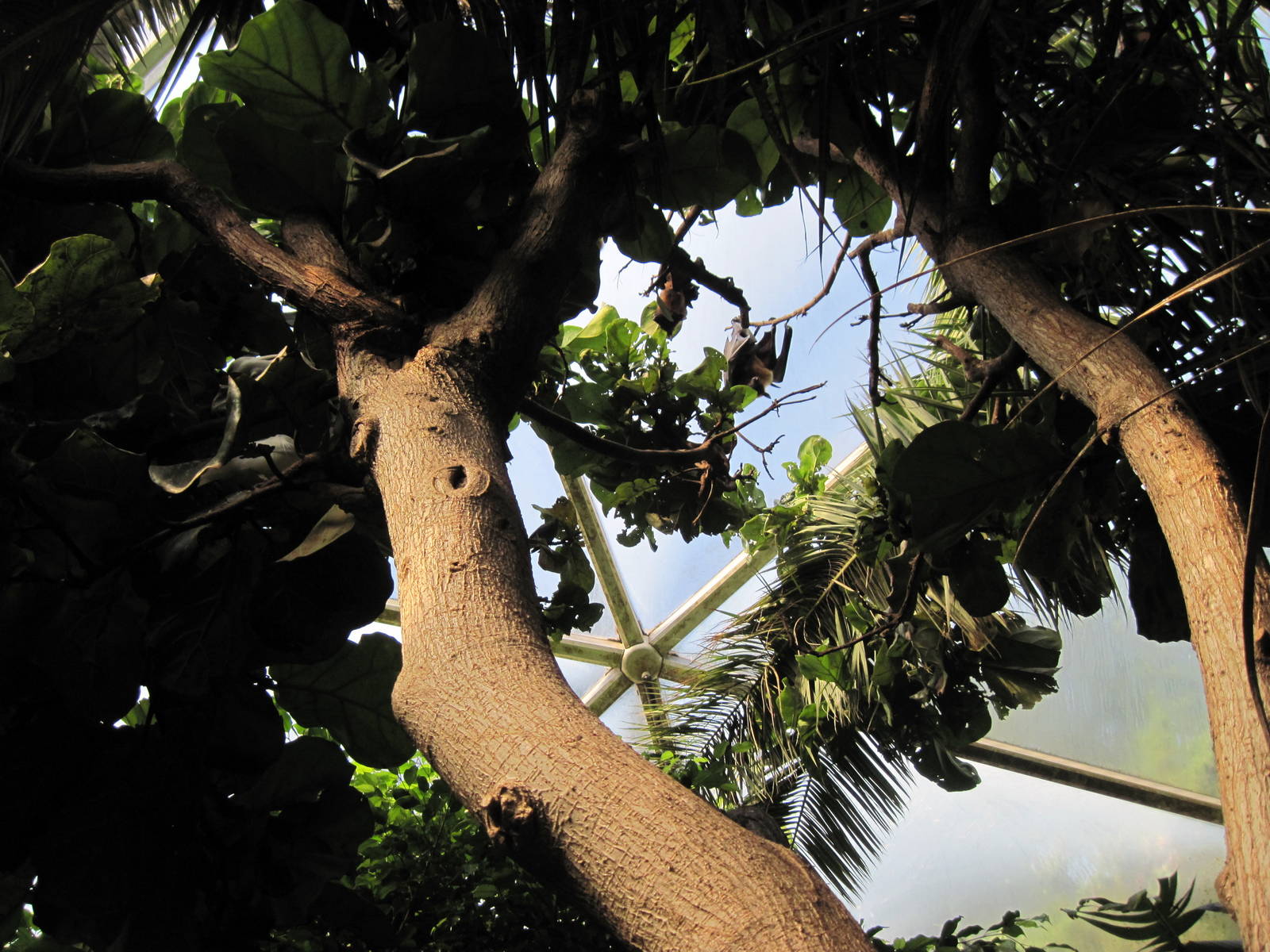 Tropical Rainforest-Flying Foxes