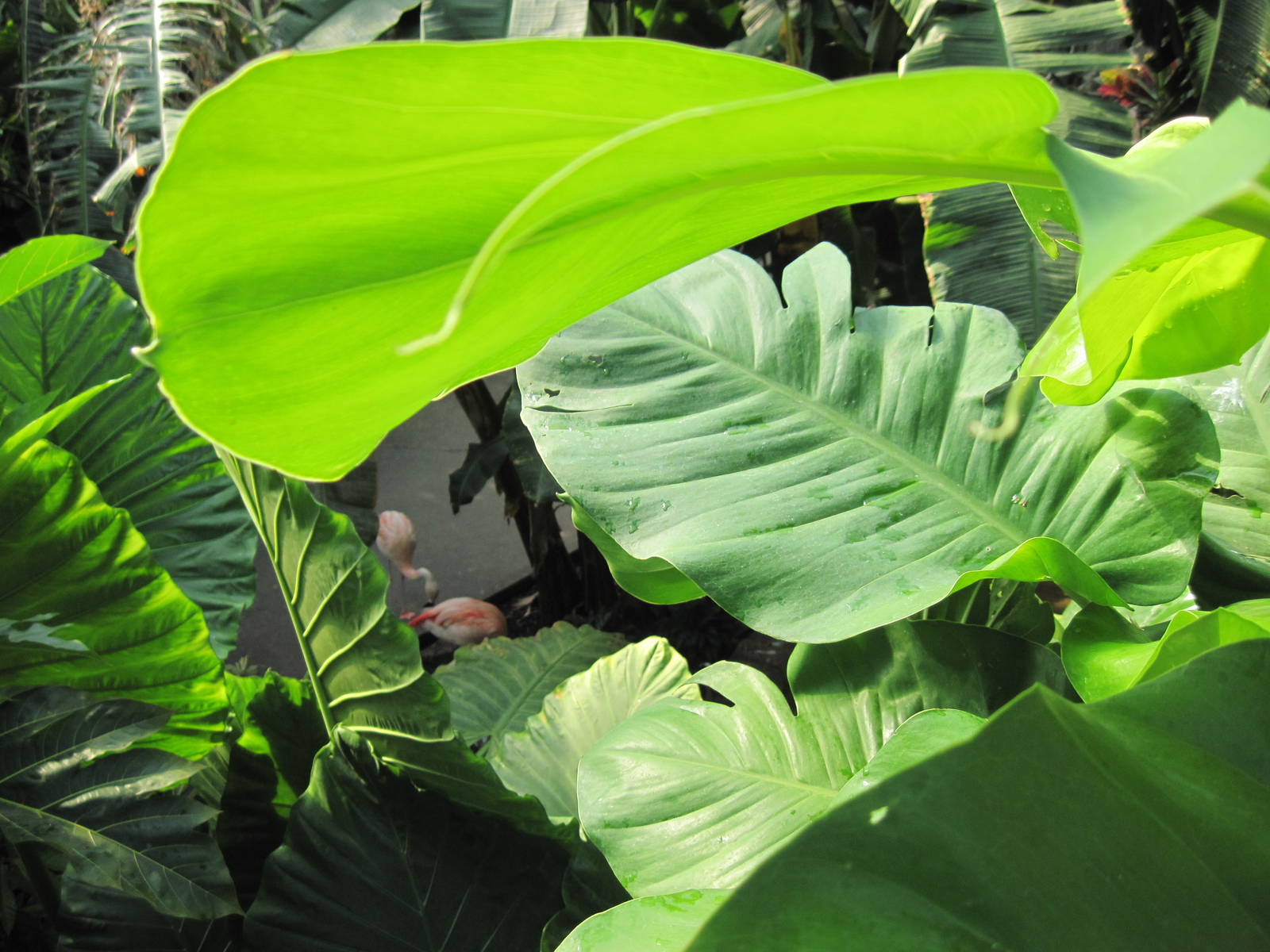 Tropical Rainforest-Foliage