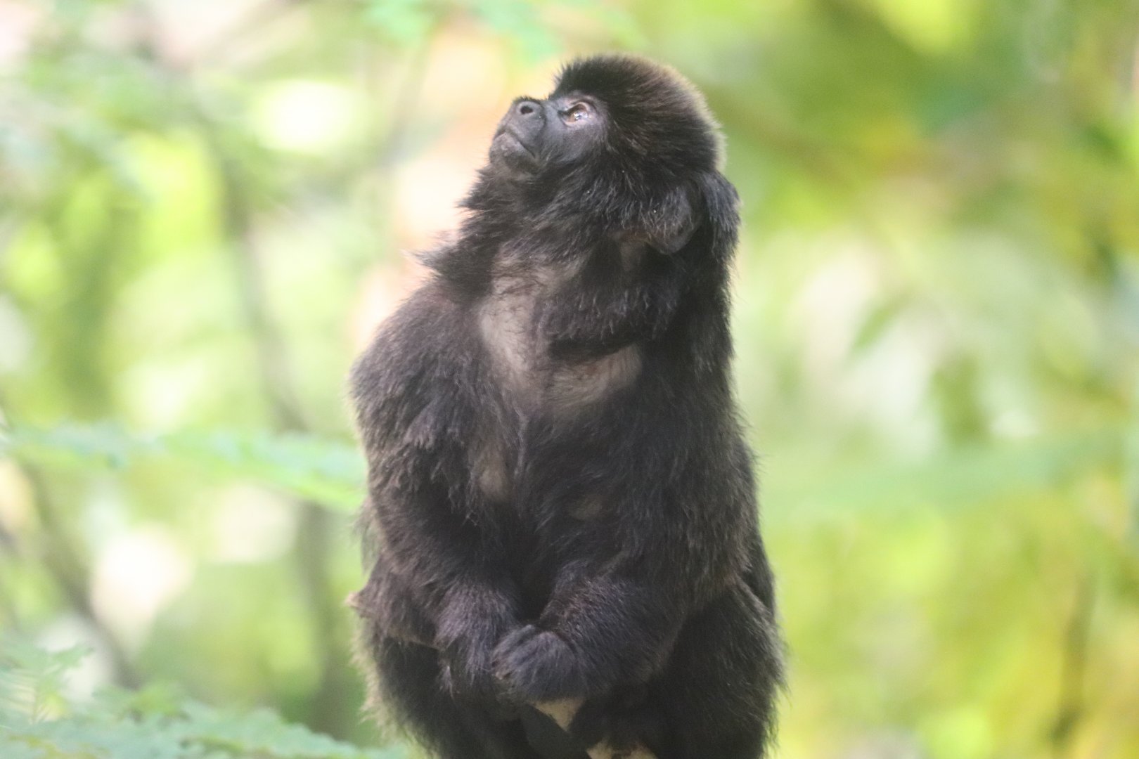 Tropical Rainforest - Goeldi's Marmoset