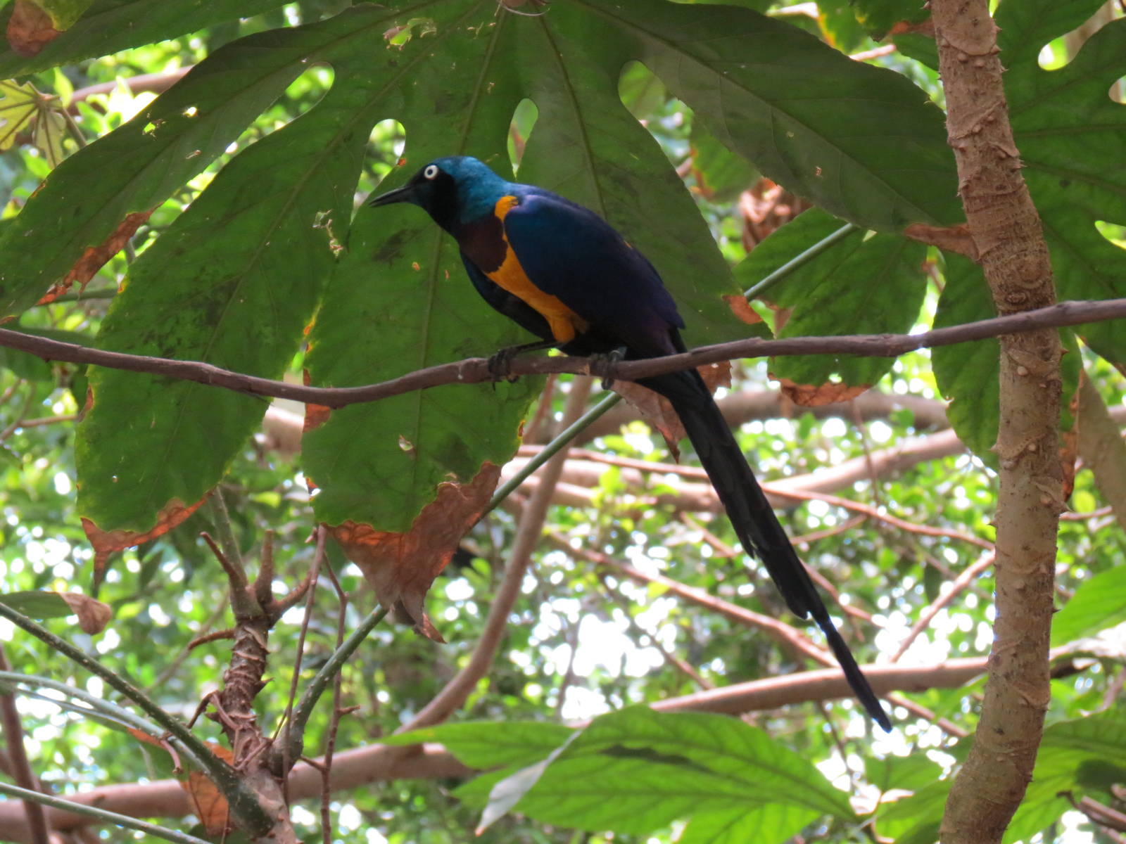 Tropical Rainforest - Golden-breasted Starling