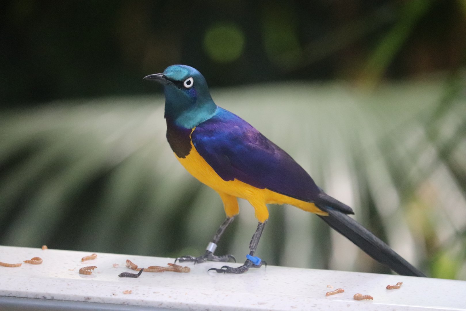 Tropical Rainforest - Golden-Breasted Starling