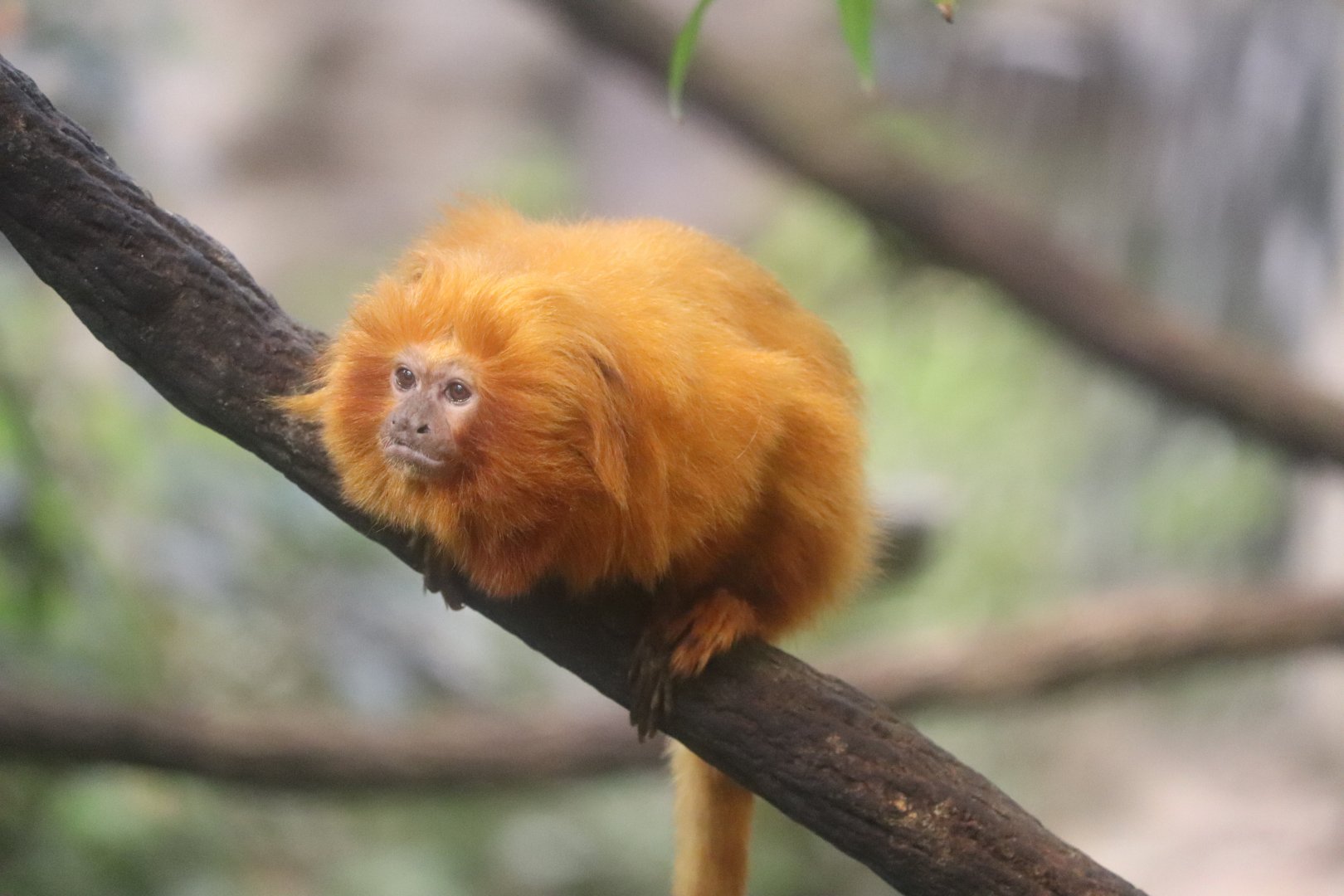 Tropical Rainforest - Golden Lion Tamarin
