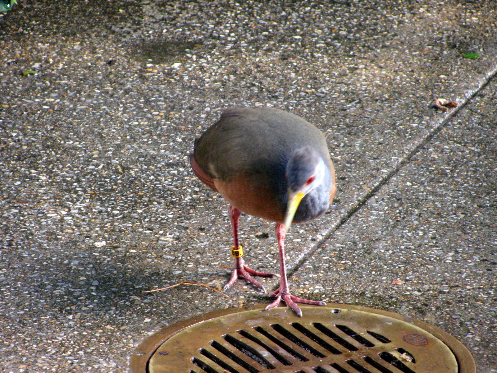 Tropical Rainforest-Gray-necked Wood Rail