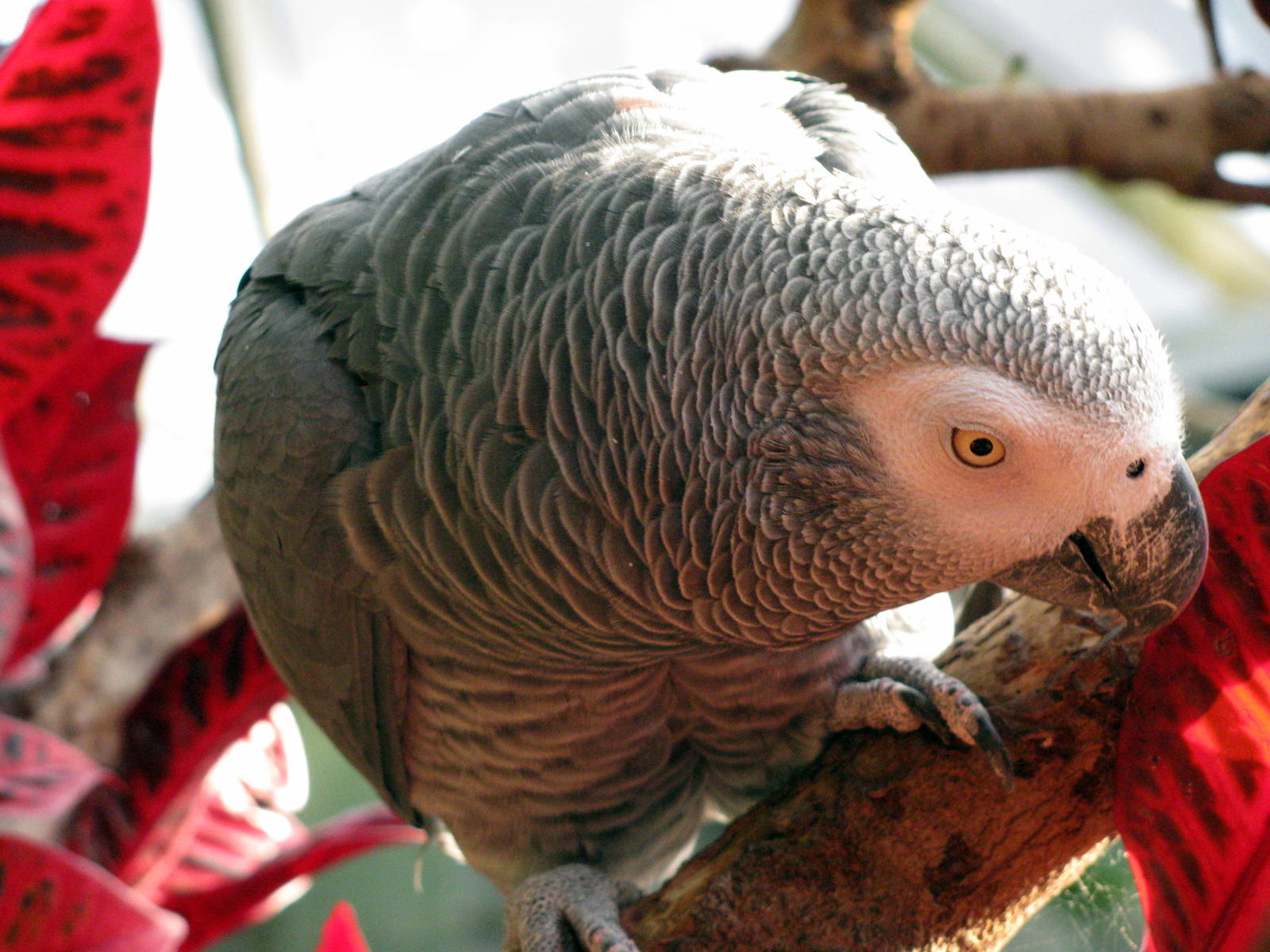 Tropical Rainforest-Gray Parrot