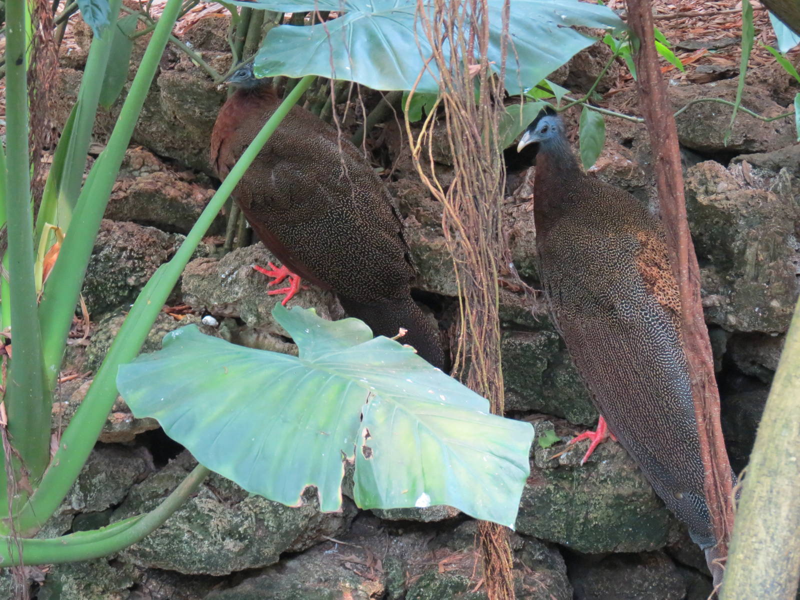 Tropical Rainforest - Great Argus